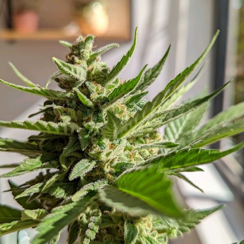 Red Skunk growlog timeline photo