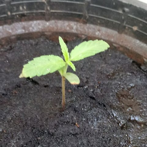 Maconha growlog photo: 13 dias de vida