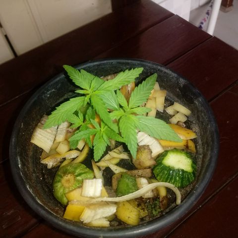 Maconha growlog timeline photo