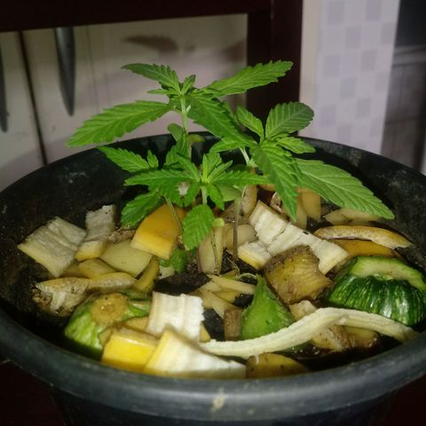 Maconha growlog timeline photo