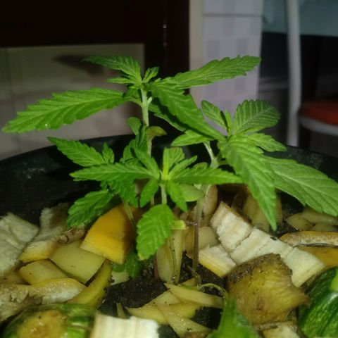 Maconha growlog timeline photo
