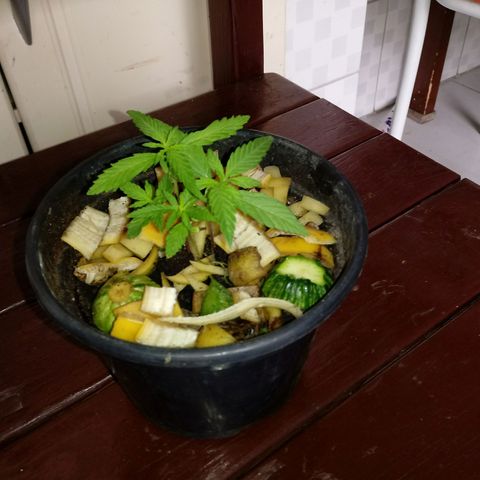 Maconha growlog timeline photo