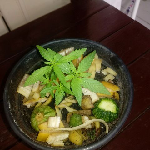 Maconha growlog timeline photo
