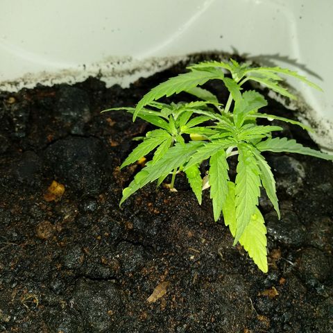 Maconha growlog photo: Troca de vaso menor para maior