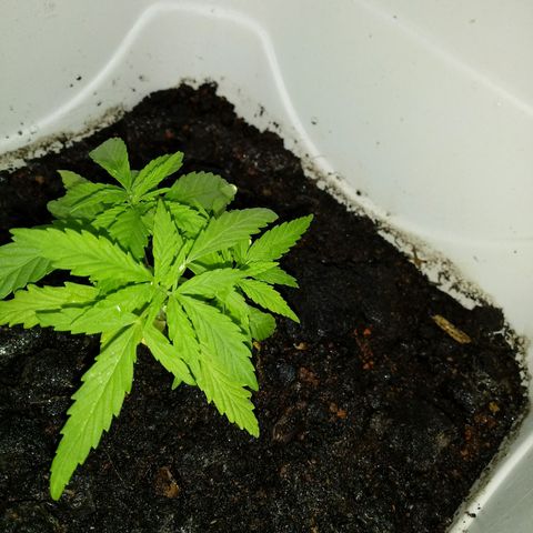 Maconha growlog photo: Troca de vaso menor para maior