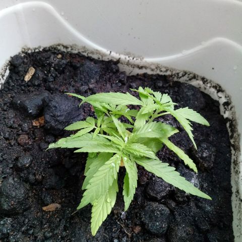 Maconha growlog photo: Troca de vaso menor para maior
