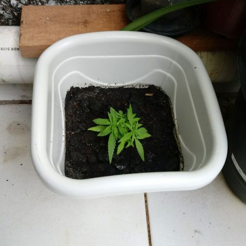 Maconha growlog photo: Troca de vaso menor para maior