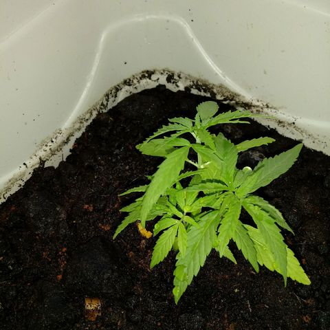 Maconha growlog photo: Troca de vaso menor para maior