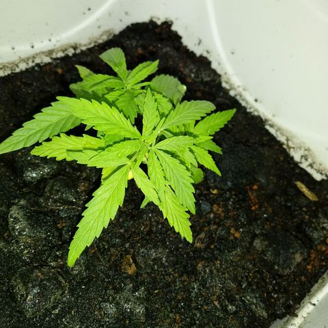 Maconha growlog photo: Troca de vaso menor para maior