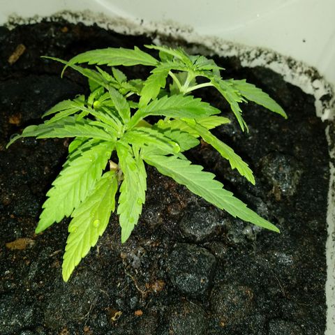 Maconha growlog photo: Troca de vaso menor para maior