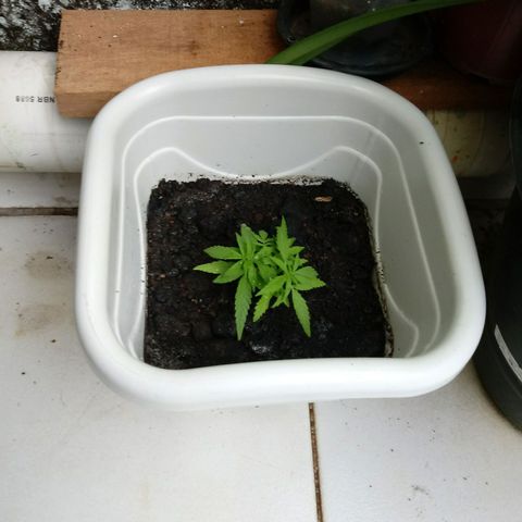 Maconha growlog photo: Troca de vaso menor para maior