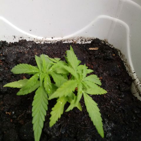 Maconha growlog photo: Troca de vaso menor para maior