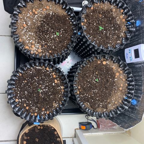 Auto Critical Orange Punch growlog timeline photo