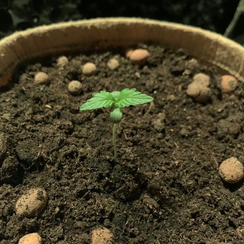 Auto Critical Orange Punch growlog timeline photo
