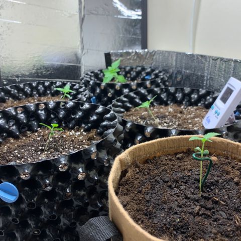 Auto Critical Orange Punch growlog timeline photo