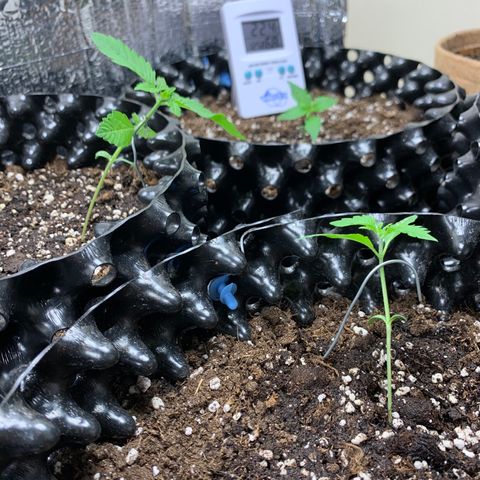 Auto Critical Orange Punch growlog timeline photo