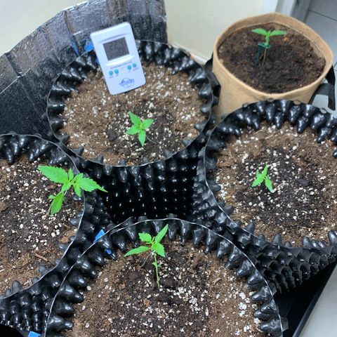 Auto Critical Orange Punch growlog timeline photo