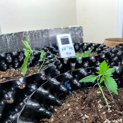 Auto Critical Orange Punch growlog timeline photo