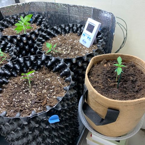 Auto Critical Orange Punch growlog timeline photo