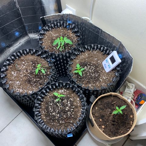 Auto Critical Orange Punch growlog timeline photo