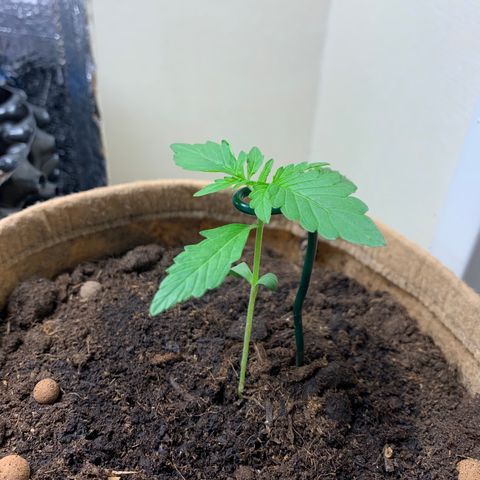 Auto Critical Orange Punch growlog timeline photo