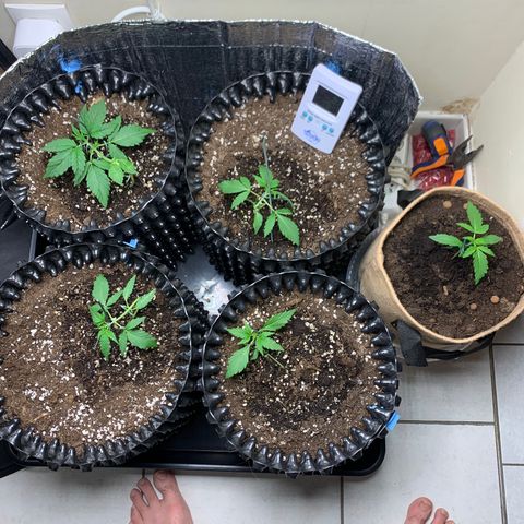 Auto Critical Orange Punch growlog timeline photo