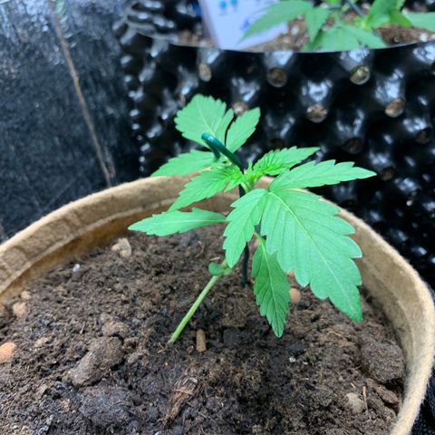 Auto Critical Orange Punch growlog timeline photo