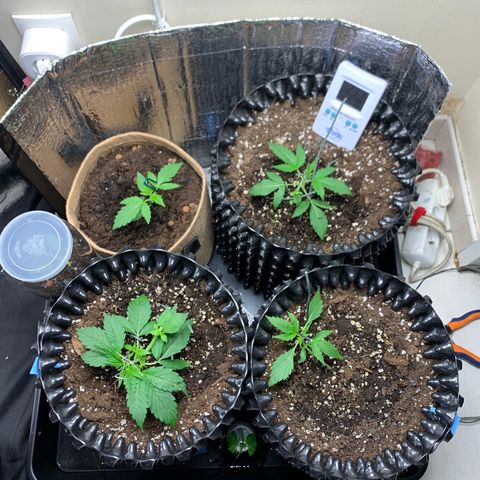 Auto Critical Orange Punch growlog timeline photo