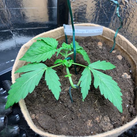 Auto Critical Orange Punch growlog timeline photo