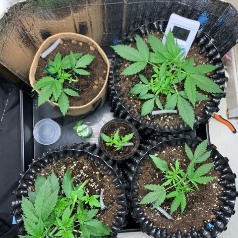 Auto Critical Orange Punch growlog timeline photo