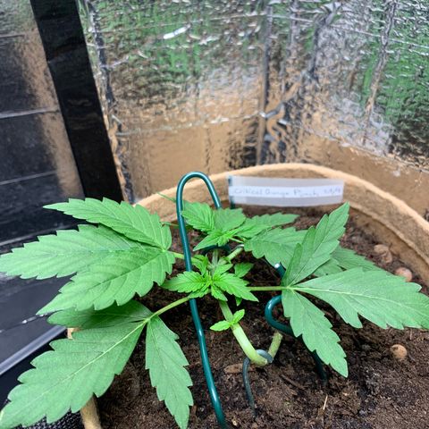 Auto Critical Orange Punch growlog timeline photo