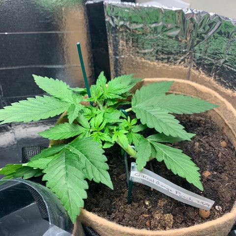 Auto Critical Orange Punch growlog timeline photo