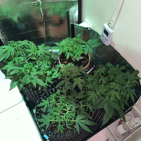 Auto Critical Orange Punch growlog timeline photo