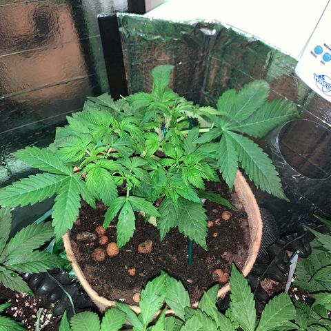 Auto Critical Orange Punch growlog timeline photo