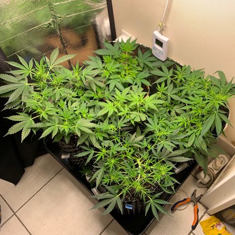 Auto Critical Orange Punch growlog timeline photo