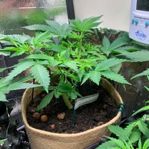 Auto Critical Orange Punch growlog timeline photo