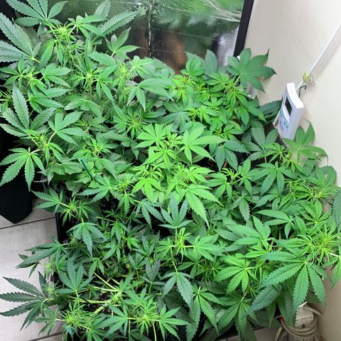 Auto Critical Orange Punch growlog timeline photo