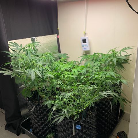 Auto Critical Orange Punch growlog timeline photo