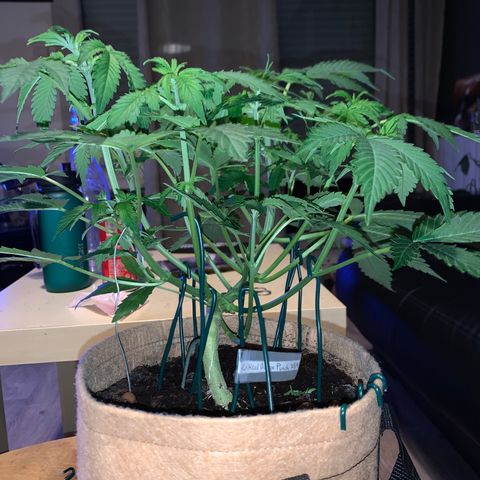 Auto Critical Orange Punch growlog timeline photo