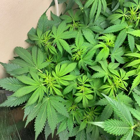 Auto Critical Orange Punch growlog timeline photo