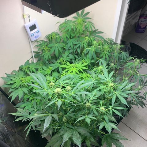 Auto Critical Orange Punch growlog timeline photo