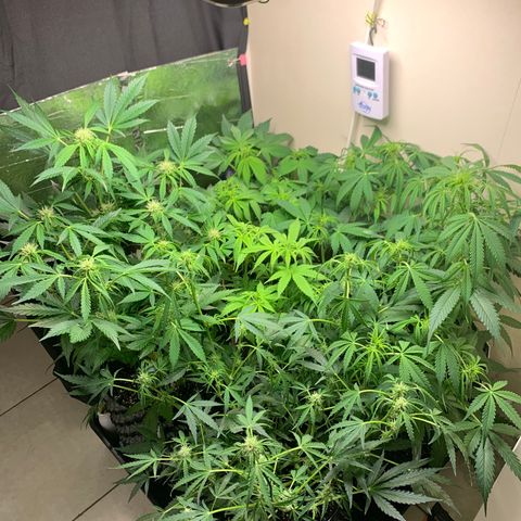 Auto Critical Orange Punch growlog timeline photo
