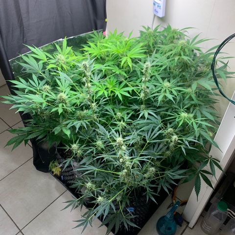 Auto Critical Orange Punch growlog timeline photo