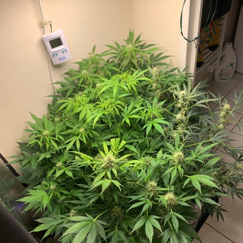 Auto Critical Orange Punch growlog timeline photo