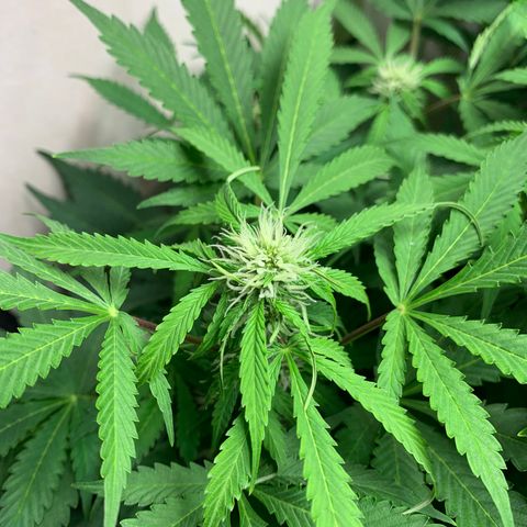 Auto Critical Orange Punch growlog timeline photo