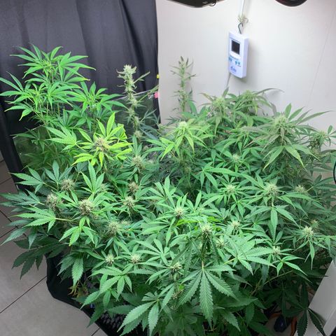 Auto Critical Orange Punch growlog timeline photo