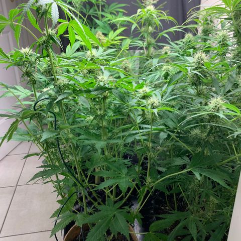 Auto Critical Orange Punch growlog timeline photo