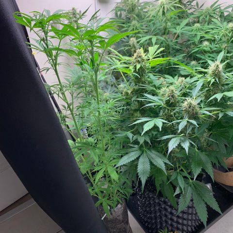 Auto Critical Orange Punch growlog timeline photo