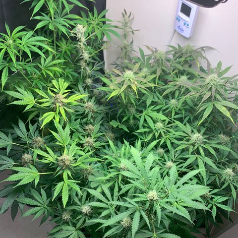 Auto Critical Orange Punch growlog timeline photo