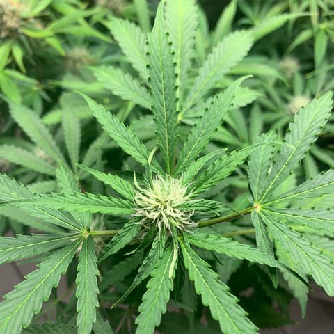 Auto Critical Orange Punch growlog timeline photo